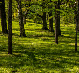 Green grass in the park between the trees.