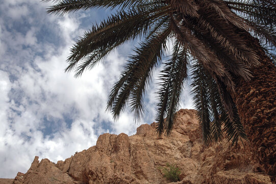 Palm tree in canyon of Chebika mountain oasis in Tozeur Governorate, Tunisia