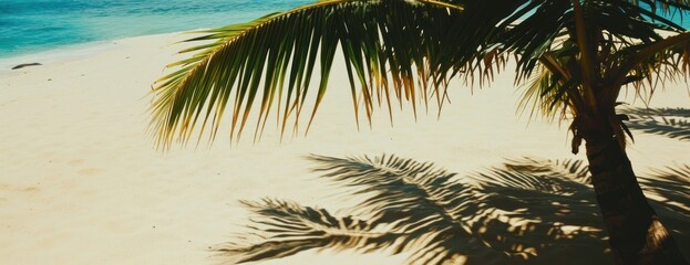 Beach wallpaper background tree tropical ocean.