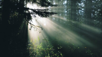 Obraz premium A serene forest scene illuminated by sunlight filtering through trees, creating a magical ambiance with soft rays and lush greenery.