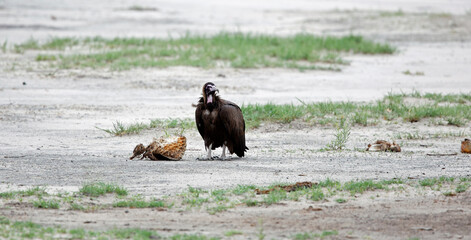 Hooded vulture in Africa