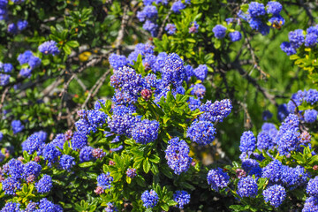 Santa Barbara ceanothus or Ceanothus impressus, evergreen leaves and small blue flowers, close up. Carmel ceanothus griseus or Carmel creeper is flowering shrub in the family Rhamnaceae.