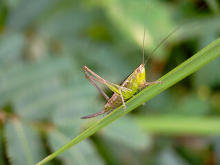 close-up macro shot of a small, green and brown katydid perched on a blade of grass, captured from a side profile with a blurred natural green background.