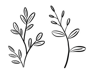 Fototapeta premium Delicate plant stems with leaves botanical leaf