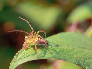 close-up, side-profile macro shot of a small, translucent lynx spider perched on a vibrant green leaf, with a soft, blurred background of foliage.
