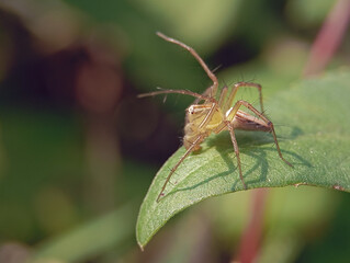 close-up, side-profile macro shot of a small, translucent lynx spider perched on a vibrant green leaf, with a soft, blurred background of foliage.