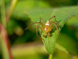 close-up, side-profile macro shot of a small, translucent lynx spider perched on a vibrant green leaf, with a soft, blurred background of foliage.