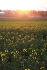 Field of yellow flowers with a sun in the background