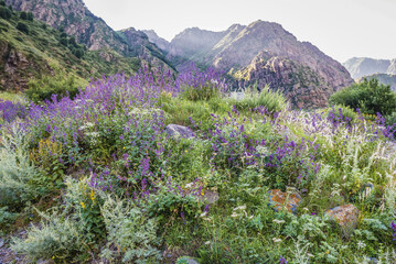 Obraz premium View from trail to Gveleti Waterfall in Dariali Gorge in Kazbegi National Park, Georgia