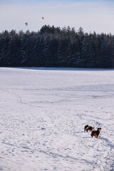 Three dogs are walking in the snow, one of which is carrying a ball