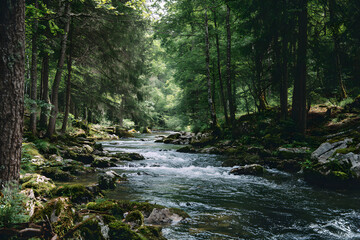 Obraz premium River Flowing Through the Forest