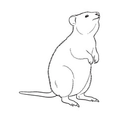 Refined Quokka Line Art – Quokka Vector Outline Drawing with Unique Marsupial Shape – Quokka Drawing – Vector of Quokka – Quokka Outline


