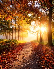 제목: Upward Gaze: Autumn Morning Path

설명: A vertical perspective capturing the height of the trees as morning sunlight cascades down onto a serene forest path, inviting the viewer upwards.