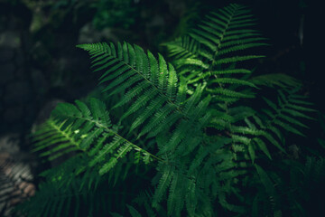 Beautiful fern leaf in light and shadow. 