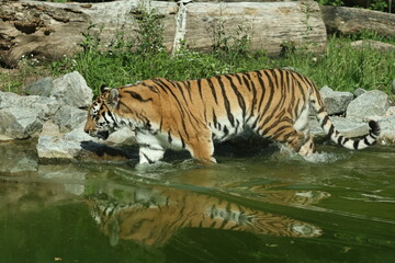 tiergarten straubing