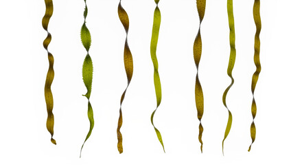 Seaweed kelp laminaria algae marine plant ocean plant underwater plant healthy food ingredient raw food diet