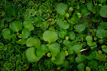 green water hyacinth in the water