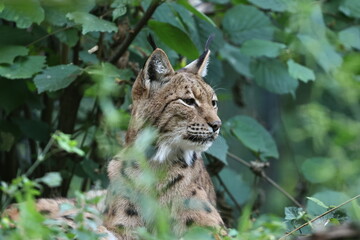 tiergarten straubing