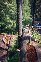 Tree on a path along River Hornad in Slovak Paradise mountain range in Slovakia
