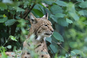 tiergarten straubing