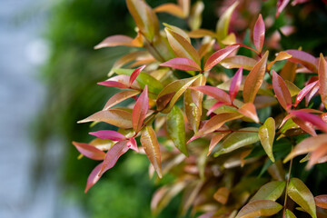 red and yellow leaves
