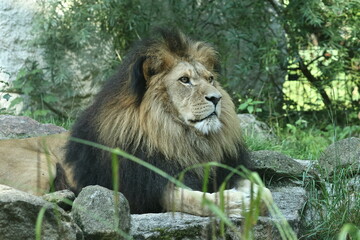 tiergarten straubing