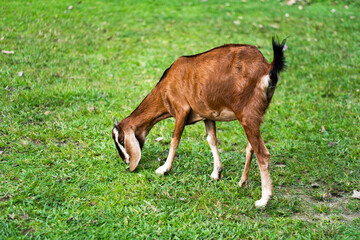 Brown goat on green grass