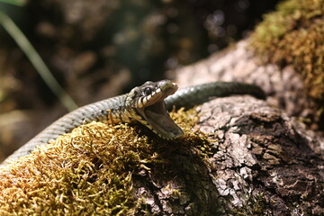 tiergarten straubing