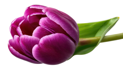 Vibrant Tulip: A single, stunning purple tulip unfurls its petals against the soft, clean background, showcasing the intricate beauty of nature and the promise of spring.