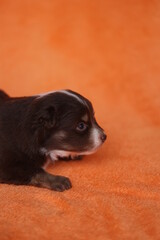 A small brown and white puppy is laying on an orange blanket