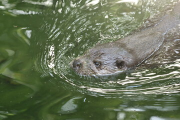 tiergarten straubing