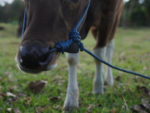 Brown cow grazing on green grass in a rural field, with a blue rope halter tied around its head.  Ideal for illustrating farming, livestock, and rural landscapes. - Powered by Adobe