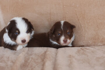 Two puppies are laying on a couch