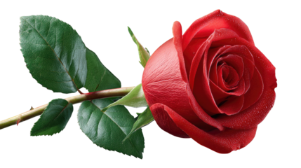Crimson Rose: A captivating shot of a beautiful, vibrant red rose in full bloom, the epitome of classic beauty and romance, with its lush petals and green leaves.
