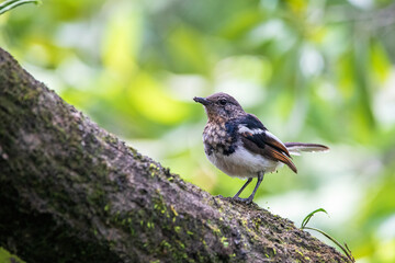 Oriental Magpie Robin, Kathmandu Valley, Nepal.