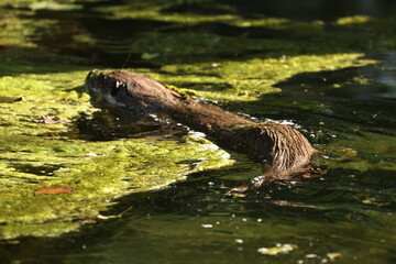 tiergarten straubing