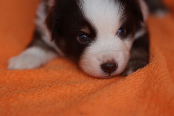 A small puppy is laying on an orange blanket