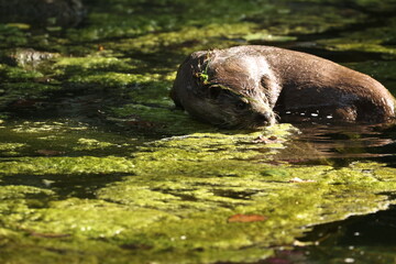 tiergarten straubing