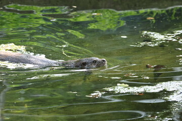 tiergarten straubing