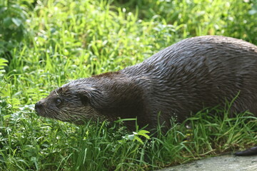 tiergarten straubing