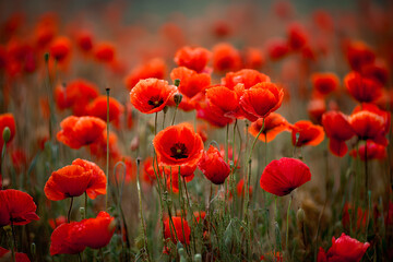 Fototapeta premium Vibrant Red Poppy Field