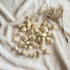 Natural seashell arrangement on soft white fabric