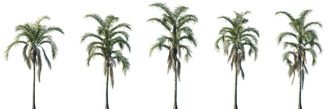 Set of Syagrus botryophora (also known as the Pati Queen Palm) frontal isolated png on a transparent background perfectly cutout