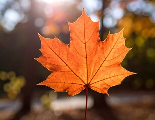 Autumn leaf in sunlight (1)