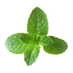 Close-up of fresh mint leaves.  Bright green,  symmetrical,  foliage.  Distinct  veins.  Isolated  on black