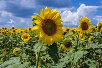 Close up on the sunflower on a field in Moldova, close to the border with Romania