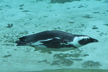 Obraz premium pinguin