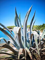 aloe vera plantation