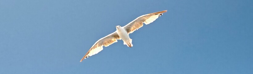 seagull in flight