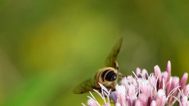 Busy bee gathers nectar on blooming summer meadow flowers